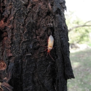 Dindymus versicolor at Hackett, ACT - 21 May 2019