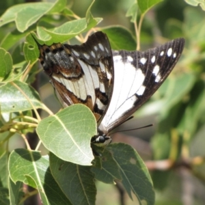 Charaxes sempronius at Majura, ACT - 21 May 2019