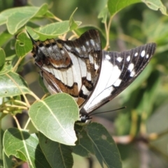 Charaxes sempronius at Majura, ACT - 21 May 2019