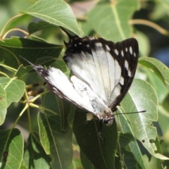 Charaxes sempronius at Majura, ACT - 21 May 2019