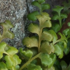 Asplenium subglandulosum at Isaacs Ridge - 21 May 2019