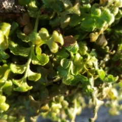 Asplenium subglandulosum at Isaacs Ridge - 21 May 2019