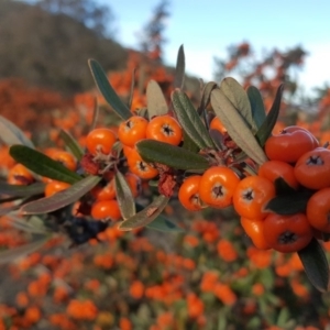 Pyracantha angustifolia at Jerrabomberra, ACT - 21 May 2019 03:28 PM