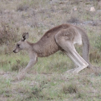 Macropus giganteus (Eastern Grey Kangaroo) at Hamilton Valley, NSW - 19 Jul 2017 by michaelb