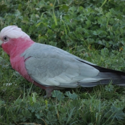 Eolophus roseicapilla (Galah) at South Albury, NSW - 19 Jul 2017 by michaelb