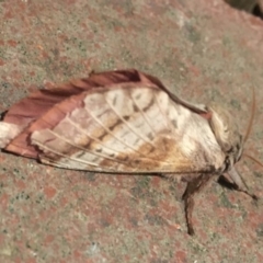 Oxycanus dirempta (Variable Oxycanus) at Wanniassa, ACT - 21 May 2019 by jks