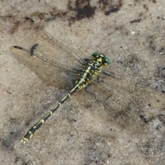 Austrogomphus ochraceus (Jade Hunter) at Jervis Bay, JBT - 27 Jan 2019 by christinemrigg