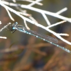 Austrolestes psyche (Cup Ringtail) at Vincentia, NSW - 4 Oct 2014 by christinemrigg