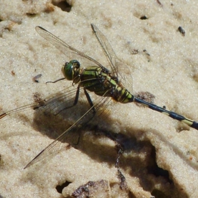 Orthetrum sabina (Slender Skimmer) at Jervis Bay, JBT - 22 Feb 2019 by christinemrigg