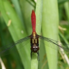 Orthetrum villosovittatum (Fiery Skimmer) at Jervis Bay, JBT - 17 Feb 2016 by christinemrigg