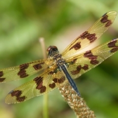 Rhyothemis graphiptera (Graphic Flutterer) at Vincentia, NSW - 7 Dec 2018 by christinemrigg