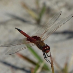 Tramea loewii (Common Glider) at Jervis Bay, JBT - 30 Nov 2014 by christinemrigg