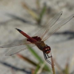 Tramea loewii (Common Glider) at Jervis Bay, JBT - 29 Nov 2014 by christinemrigg