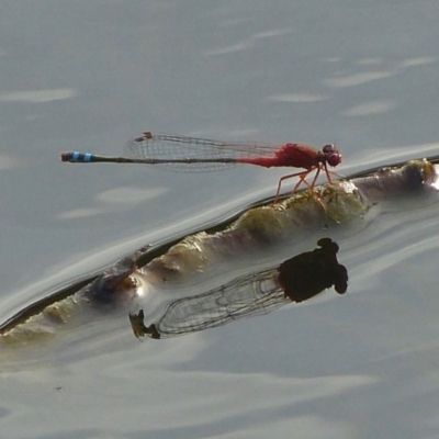 Xanthagrion erythroneurum (Red & Blue Damsel) at Vincentia, NSW - 21 Feb 2019 by christinemrigg