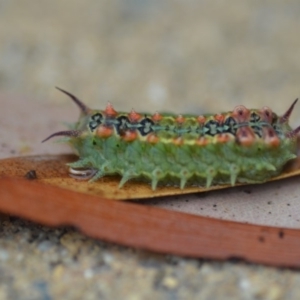 Doratifera quadriguttata and casta at Wamboin, NSW - 4 Feb 2019 07:26 PM