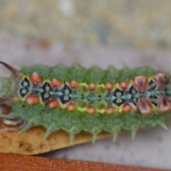 Doratifera quadriguttata and casta at Wamboin, NSW - 4 Feb 2019 07:26 PM