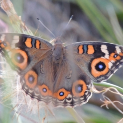 Junonia villida (Meadow Argus) at Wodonga, VIC - 22 Feb 2017 by MichaelBedingfield