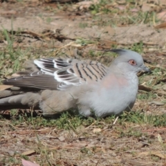 Ocyphaps lophotes (Crested Pigeon) at Tuggeranong DC, ACT - 27 Mar 2019 by MichaelBedingfield