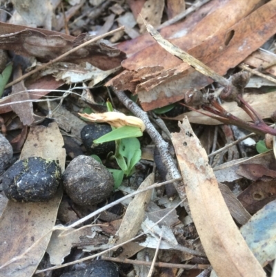 Diplodium truncatum (Little Dumpies, Brittle Greenhood) at Hackett, ACT - 22 May 2019 by petersan