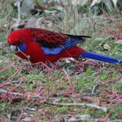 Platycercus elegans (Crimson Rosella) at Isaacs, ACT - 21 May 2019 by Mike