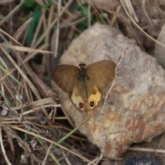 Hypocysta metirius (Brown Ringlet) at Black Range, NSW - 21 May 2019 by KMcCue