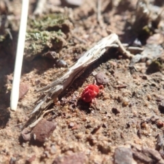 Trombidiidae (family) (Red velvet mite) at Gundaroo, NSW - 4 May 2019 by Watermilli