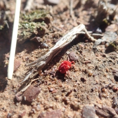Trombidiidae (family) (Red velvet mite) at Gundaroo, NSW - 4 May 2019 by Watermilli