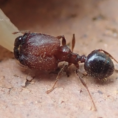 Pheidole sp. (genus) (Seed-harvesting ant) at Spence, ACT - 4 Mar 2019 by Watermilli