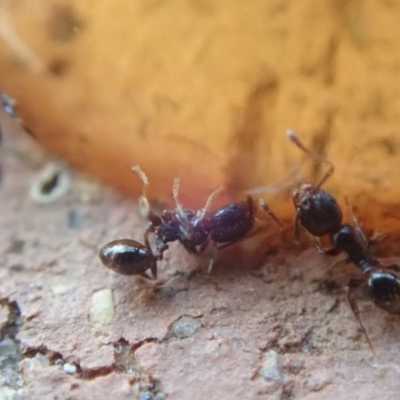 Pheidole sp. (genus) (Seed-harvesting ant) at Spence, ACT - 4 Mar 2019 by Watermilli