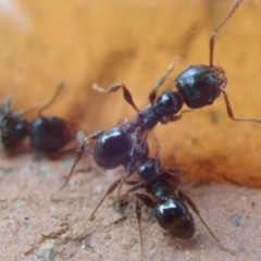 Pheidole sp. (genus) at Spence, ACT - 4 Mar 2019 10:50 AM