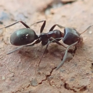 Iridomyrmex sp. (genus) at Spence, ACT - 4 Mar 2019 06:48 PM