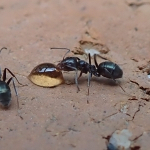 Iridomyrmex sp. (genus) at Spence, ACT - 4 Mar 2019