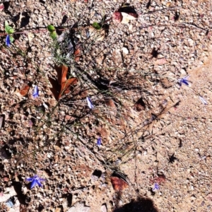 Wahlenbergia capillaris at Hughes, ACT - 15 May 2019