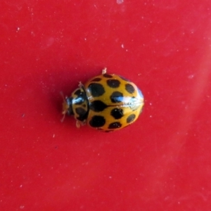 Harmonia conformis at Macarthur, ACT - 22 May 2019