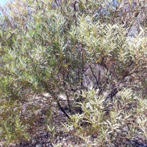 Acacia rubida at Hughes, ACT - 15 May 2019