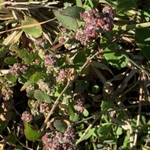 Chenopodium glaucum at Parkes, ACT - 14 May 2019 12:19 PM