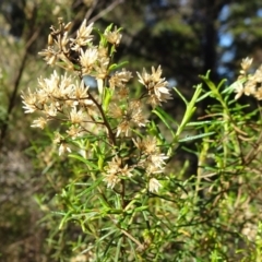 Cassinia quinquefaria (Rosemary Cassinia) at Acton, ACT - 21 May 2019 by JanetRussell