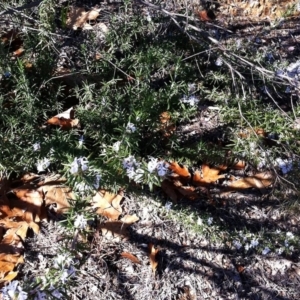 Rosmarinus officinalis at Hughes, ACT - 15 May 2019 10:00 AM