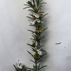 Rosmarinus officinalis at Hughes, ACT - 15 May 2019