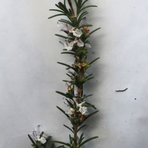 Rosmarinus officinalis at Hughes, ACT - 15 May 2019