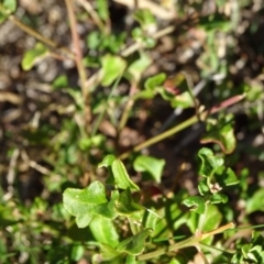 Einadia hastata (Berry Saltbush) at Acton, ACT - 21 May 2019 by JanetRussell