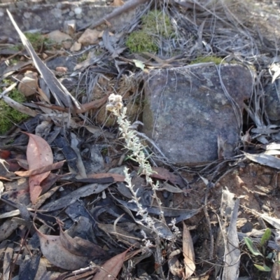 Chrysocephalum apiculatum (Common Everlasting) at Acton, ACT - 22 May 2019 by JanetRussell