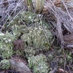 Cladonia sp. (genus) (Cup Lichen) at Acton, ACT - 22 May 2019 by JanetRussell