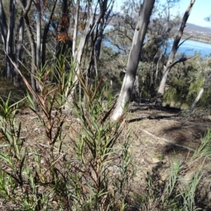 Stypandra glauca at Acton, ACT - 22 May 2019