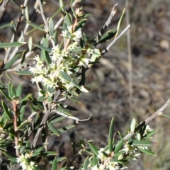 Monotoca scoparia (Broom Heath) at Acton, ACT - 22 May 2019 by JanetRussell