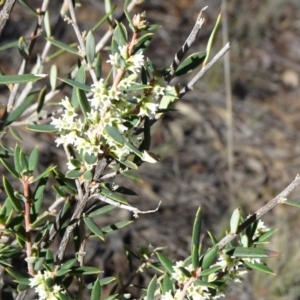 Monotoca scoparia at Acton, ACT - 22 May 2019