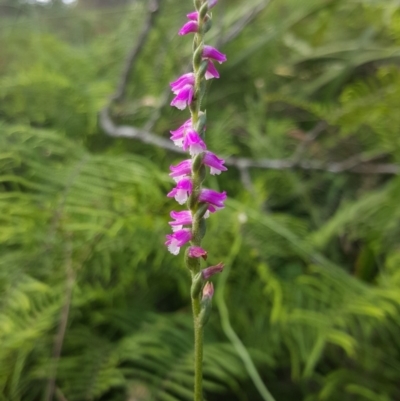 Spiranthes australis (Austral Ladies Tresses) at Penrose, NSW - 24 Feb 2019 by AliciaKaylock