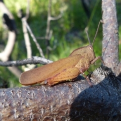 Goniaea australasiae (Gumleaf grasshopper) at Sanctuary Point, NSW - 24 Dec 2018 by christinemrigg