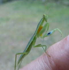 Orthodera ministralis (Green Mantid) at Woollamia, NSW - 15 Feb 2014 by christinemrigg