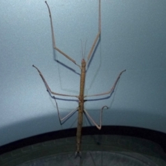 Phasmatodea (order) (Unidentified stick insect) at Sanctuary Point, NSW - 18 Nov 2013 by christinemrigg